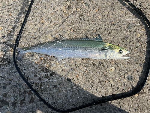 サゴシの釣果