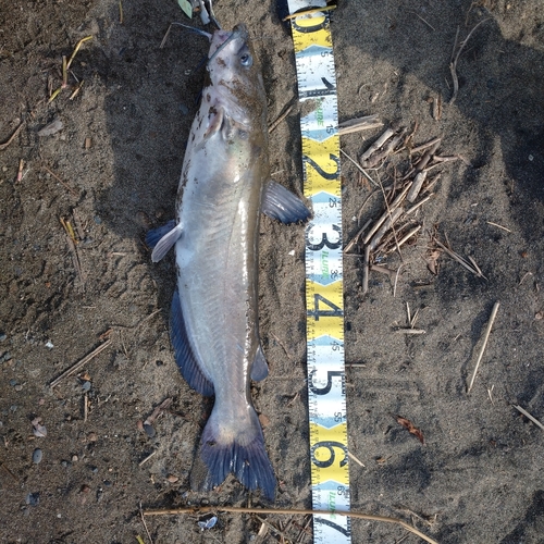 アメリカナマズの釣果