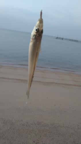 キスの釣果