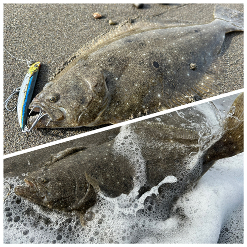 ソゲの釣果