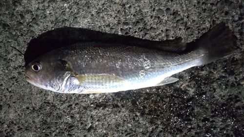 イシモチの釣果