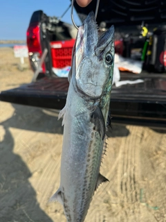 サゴシの釣果