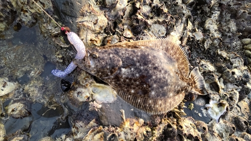 ヒラメの釣果