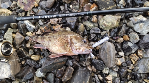 アラカブの釣果