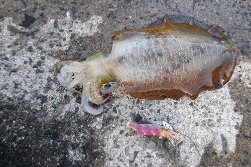 アオリイカの釣果