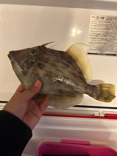 カワハギの釣果