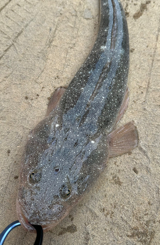 マゴチの釣果