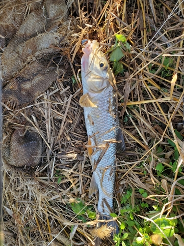 ニゴイの釣果