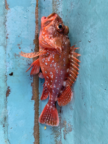 カサゴの釣果