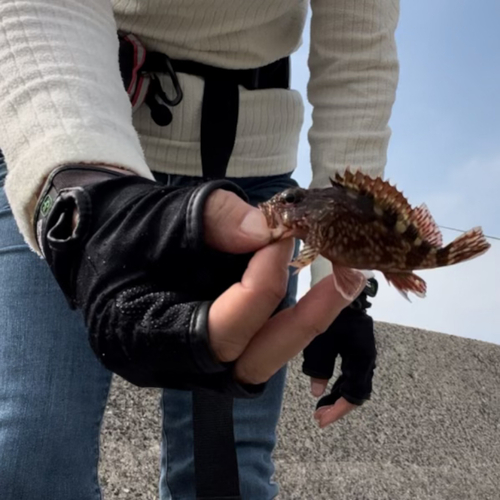 カサゴの釣果