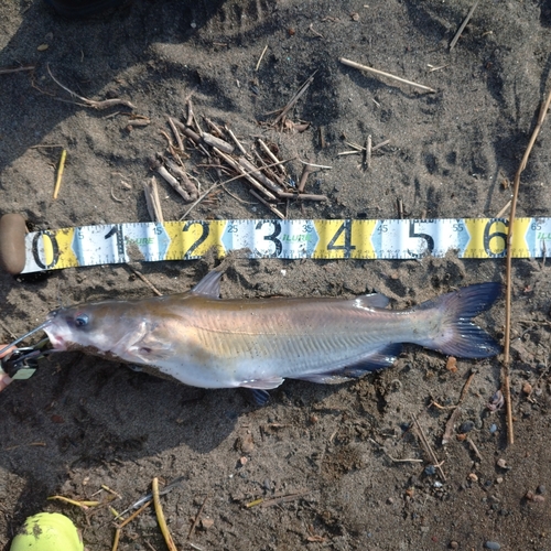 アメリカナマズの釣果