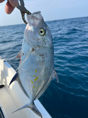 カスミアジの釣果