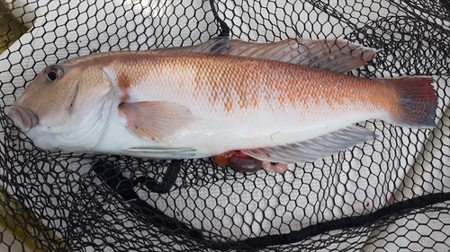 シロアマダイの釣果