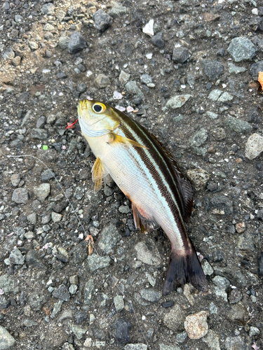 イサキの釣果