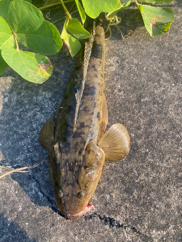 マゴチの釣果