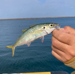 マルアジの釣果