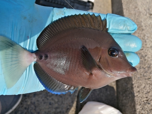 ニザダイの釣果