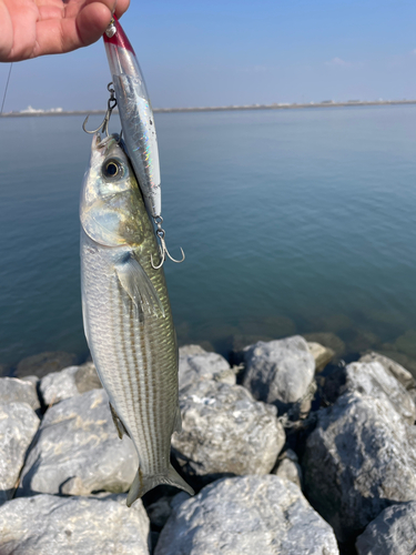 ボラの釣果