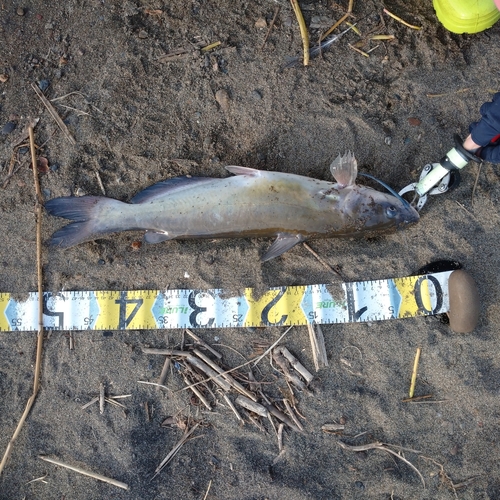 アメリカナマズの釣果