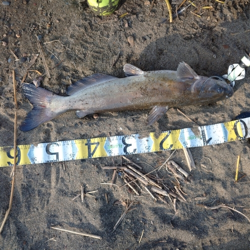 アメリカナマズの釣果