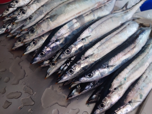 サンマの釣果