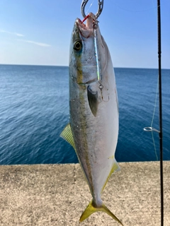 フクラギの釣果