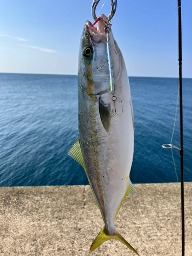 コゾクラの釣果