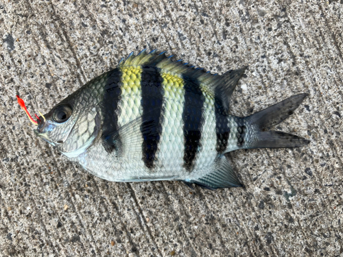 オヤビッチャの釣果