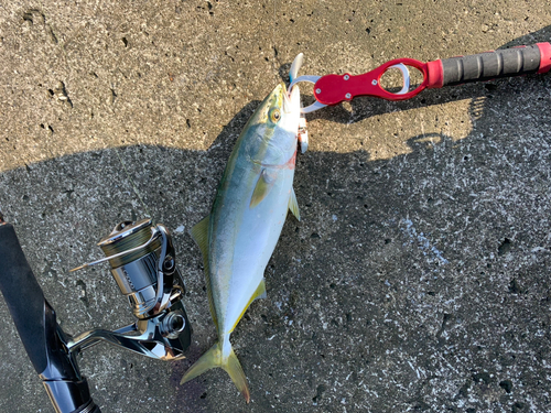 イナダの釣果