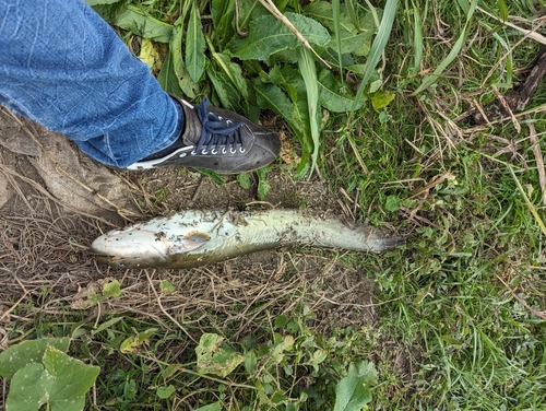 ナマズの釣果