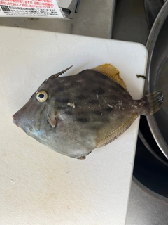 カワハギの釣果