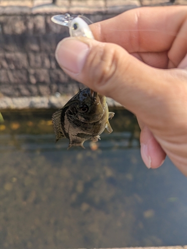 ティラピアの釣果