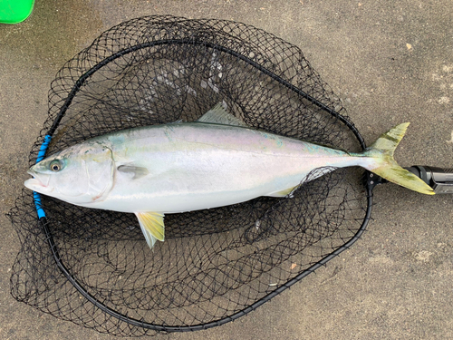 ワラサの釣果