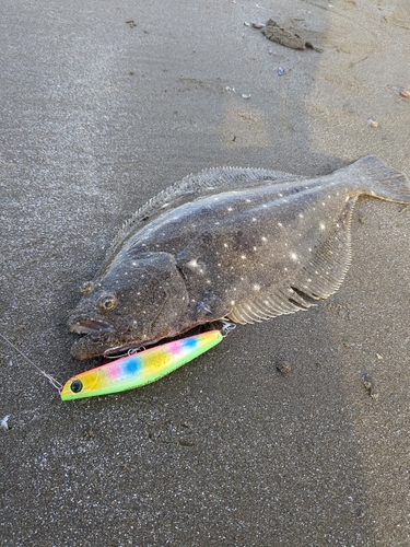 ヒラメの釣果