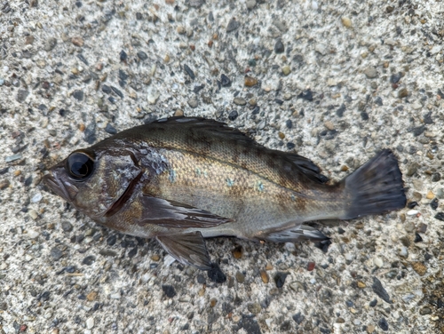 メバルの釣果