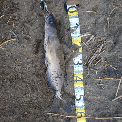 アメリカナマズの釣果