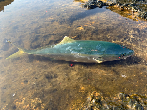 コゾクラの釣果