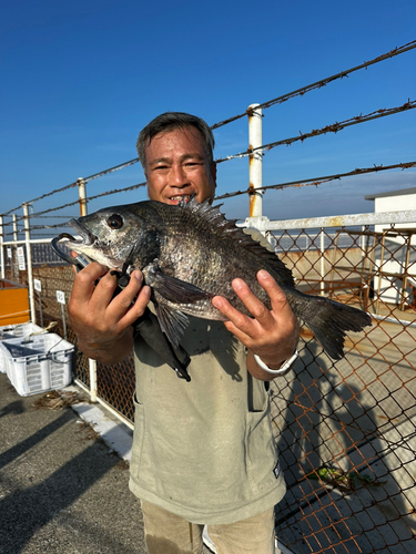 チヌの釣果