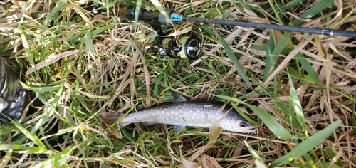 アメマスの釣果