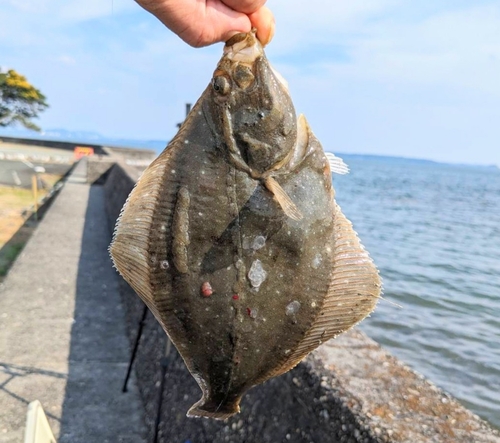 カレイの釣果