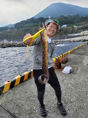 ウツボの釣果