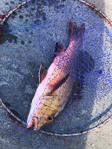 バラフエダイの釣果