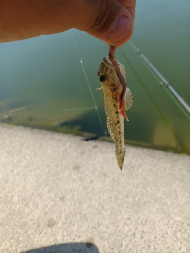 マハゼの釣果