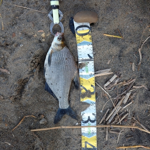 ダントウボウの釣果