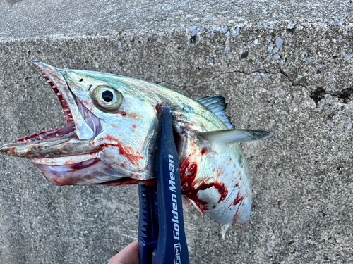 サゴシの釣果