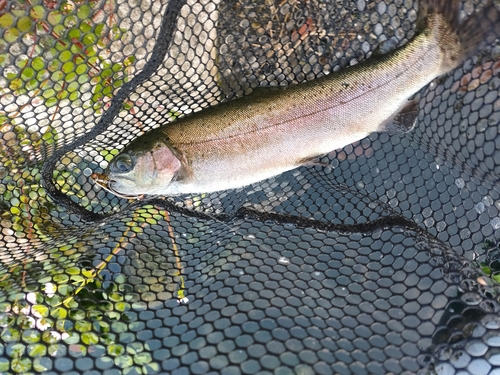 ニジマスの釣果