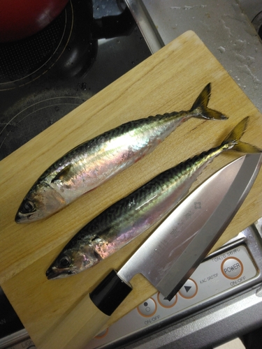 サバの釣果