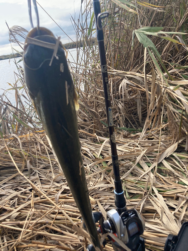 ナマズの釣果