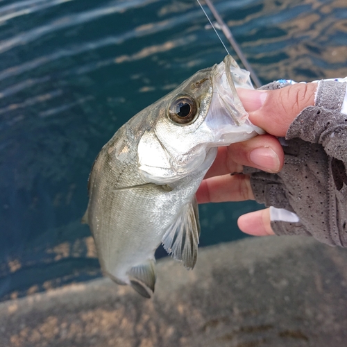 セイゴ（マルスズキ）の釣果