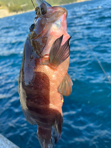 ヤミハタの釣果